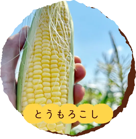 とうもろこし