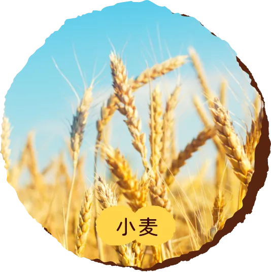 小麦
