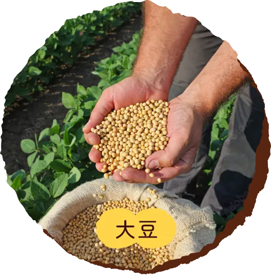 大豆