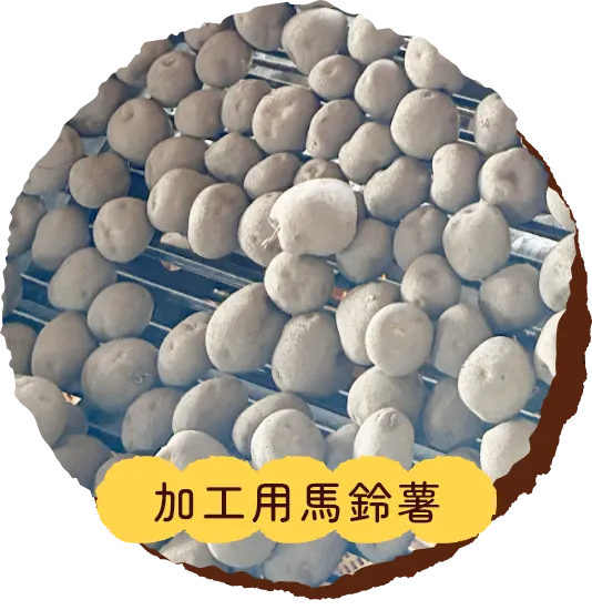 加工用馬鈴薯